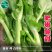 嫩苔1号白菜苔种子主苔粗纤维少味道甜亩产2800kg