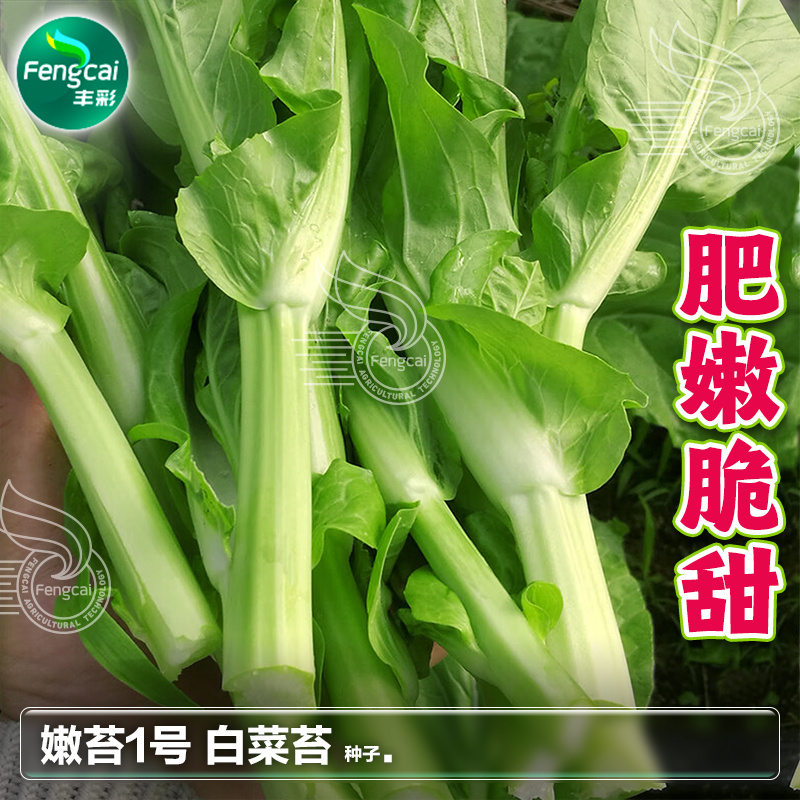 嫩苔1号白菜苔种子主苔粗纤维少味道甜亩产2800kg