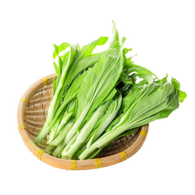 嫩苔1号白菜苔种子主苔粗纤维少味道甜亩产2800kg