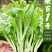 嫩苔1号白菜苔种子主苔粗纤维少味道甜亩产2800kg