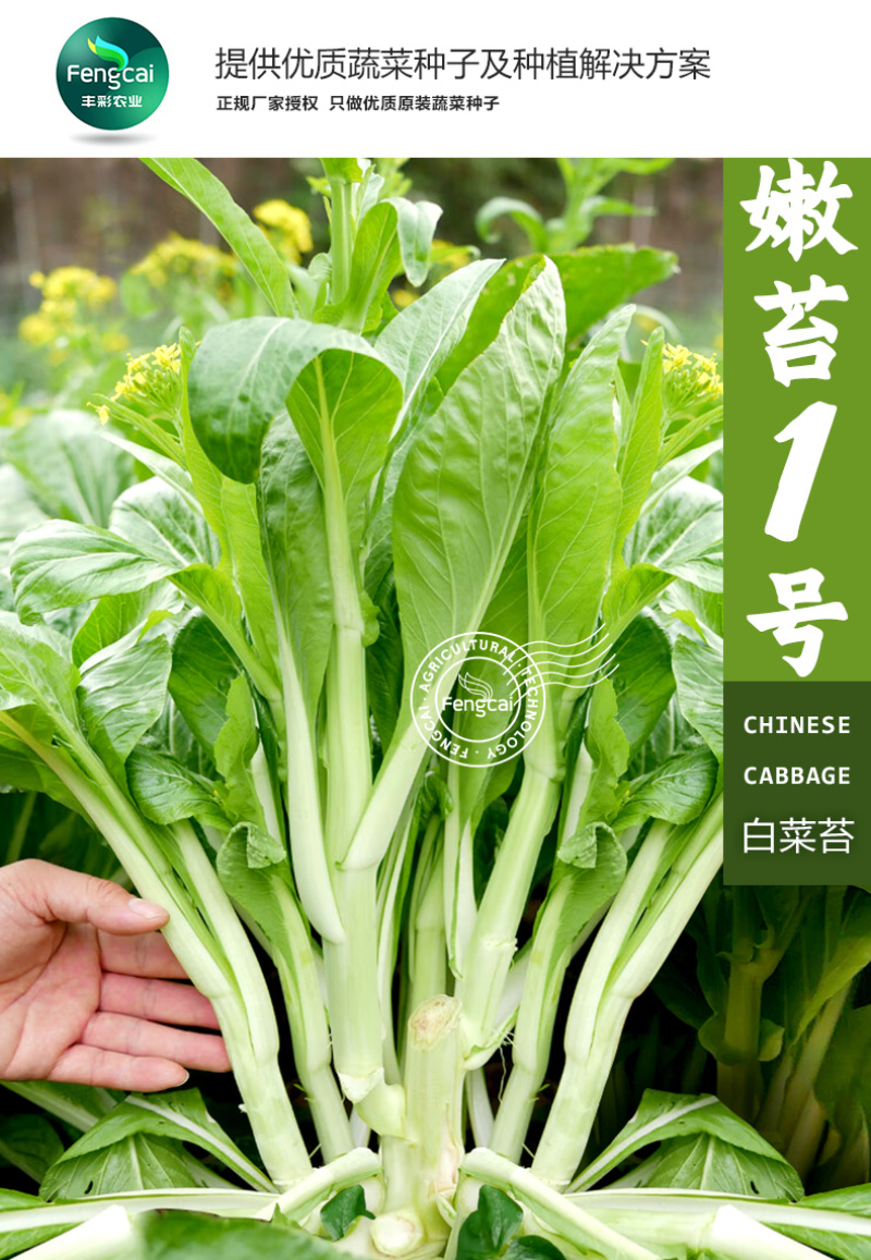 嫩苔1号白菜苔种子主苔粗纤维少味道甜亩产2800kg