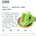 嫩苔1号白菜苔种子主苔粗纤维少味道甜亩产2800kg