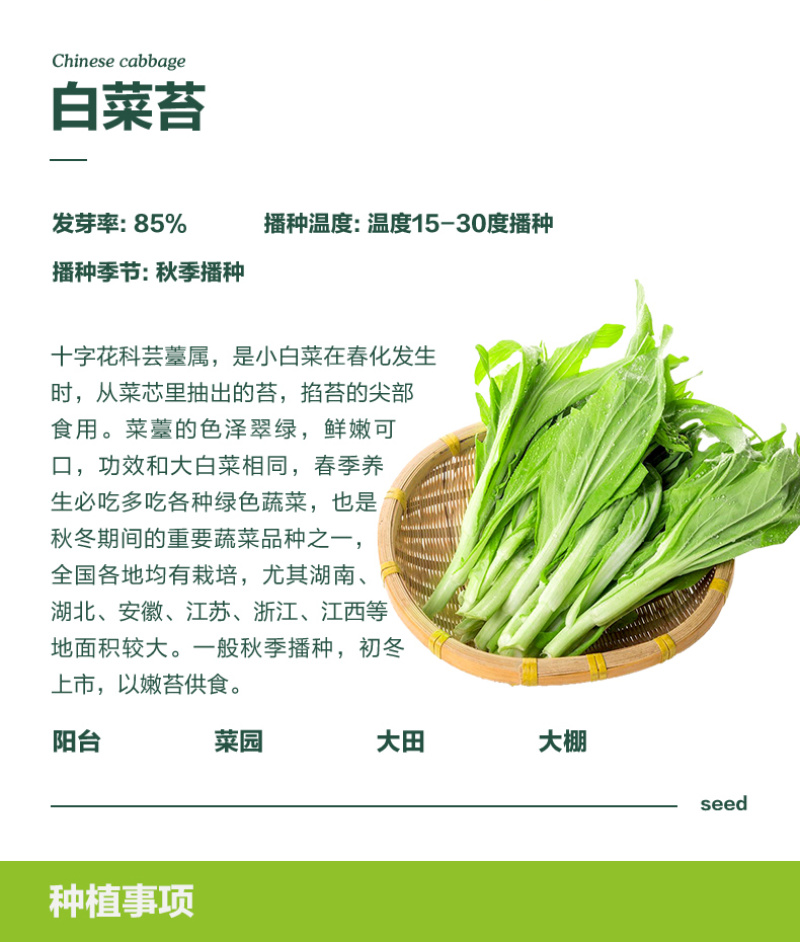 嫩苔1号白菜苔种子主苔粗纤维少味道甜亩产2800kg