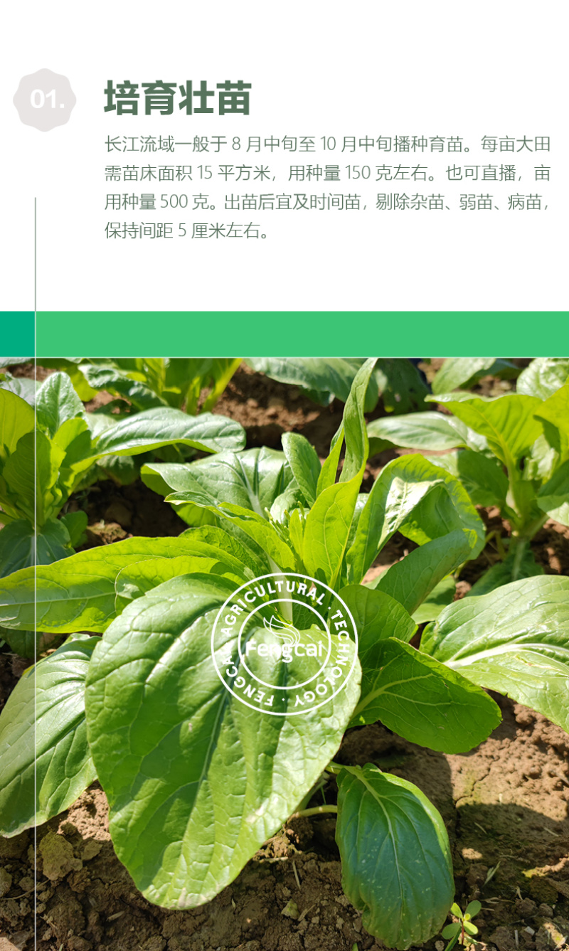 嫩苔1号白菜苔种子主苔粗纤维少味道甜亩产2800kg