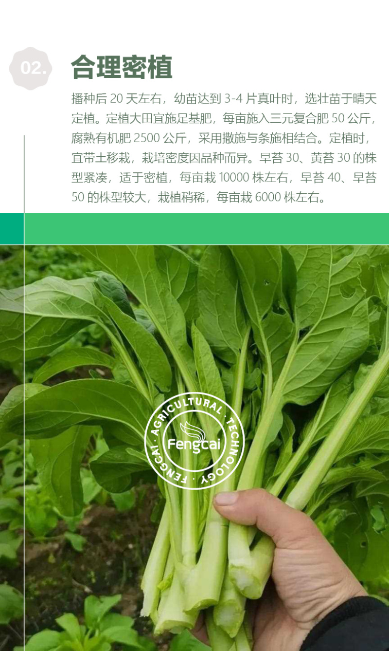 嫩苔1号白菜苔种子主苔粗纤维少味道甜亩产2800kg