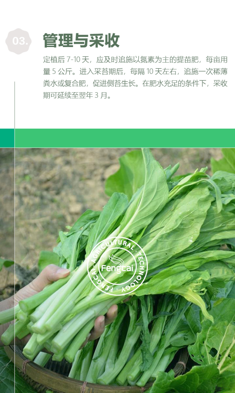 嫩苔1号白菜苔种子主苔粗纤维少味道甜亩产2800kg