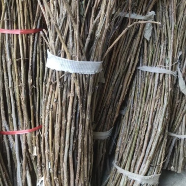 金蝉卵枝：精品杨树金蝉卵枝保证质量，尽快发货