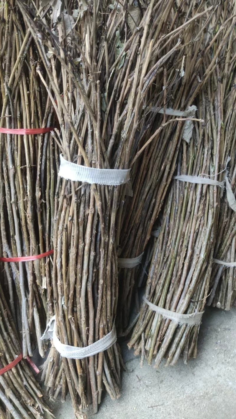 金蝉卵枝：精品杨树金蝉卵枝保证质量，尽快发货