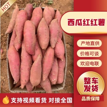【诚信商家】西瓜红红薯电商，市场全国可发价格可谈