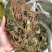 金耳环正品新货土细辛一块瓦南细批发