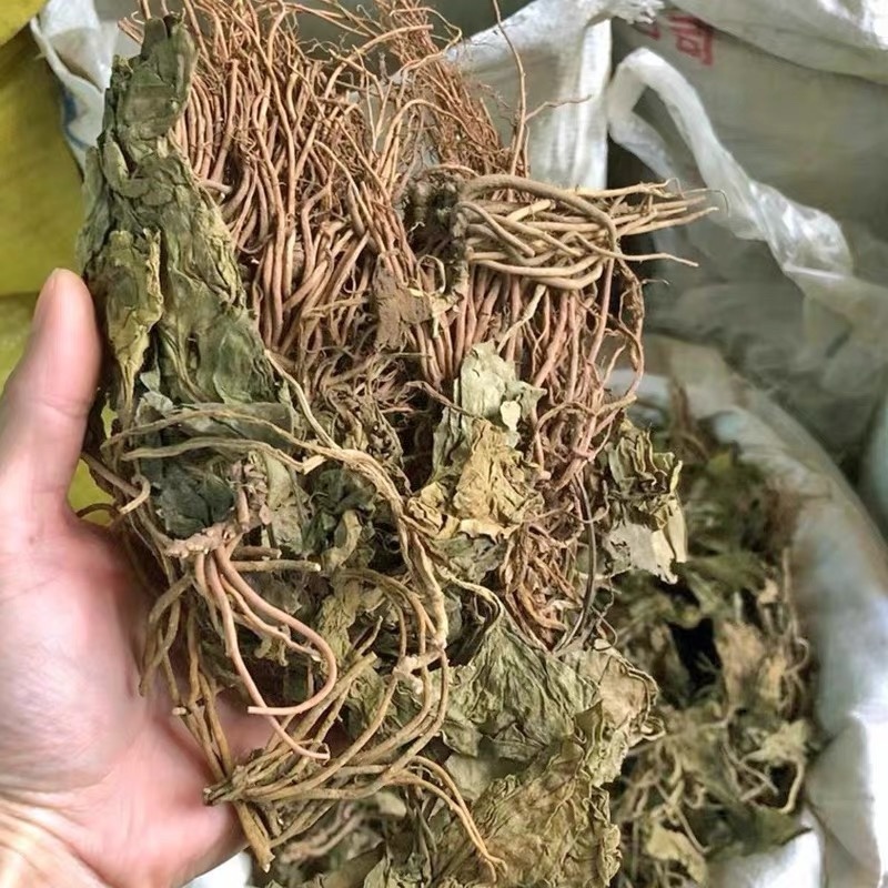金耳环正品新货土细辛一块瓦南细批发
