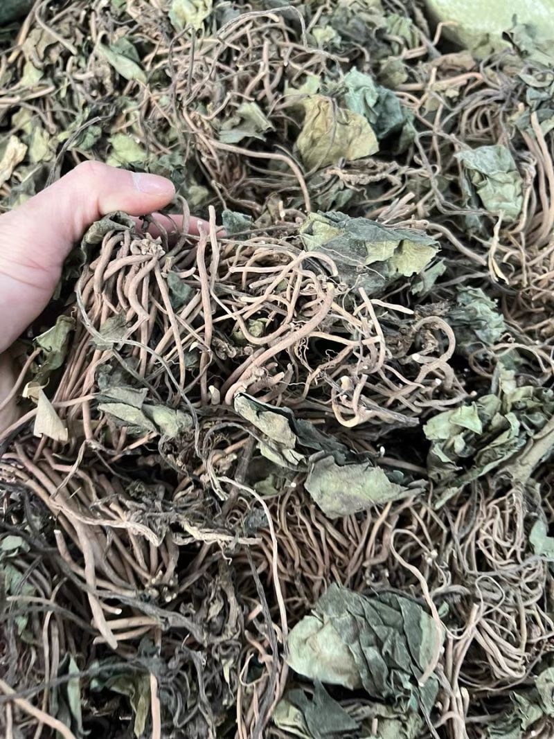 金耳环正品新货土细辛一块瓦南细批发