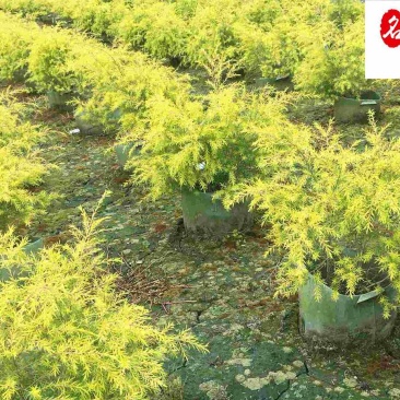 四川成都出售精品千层金球四季常绿规格较多量大从优