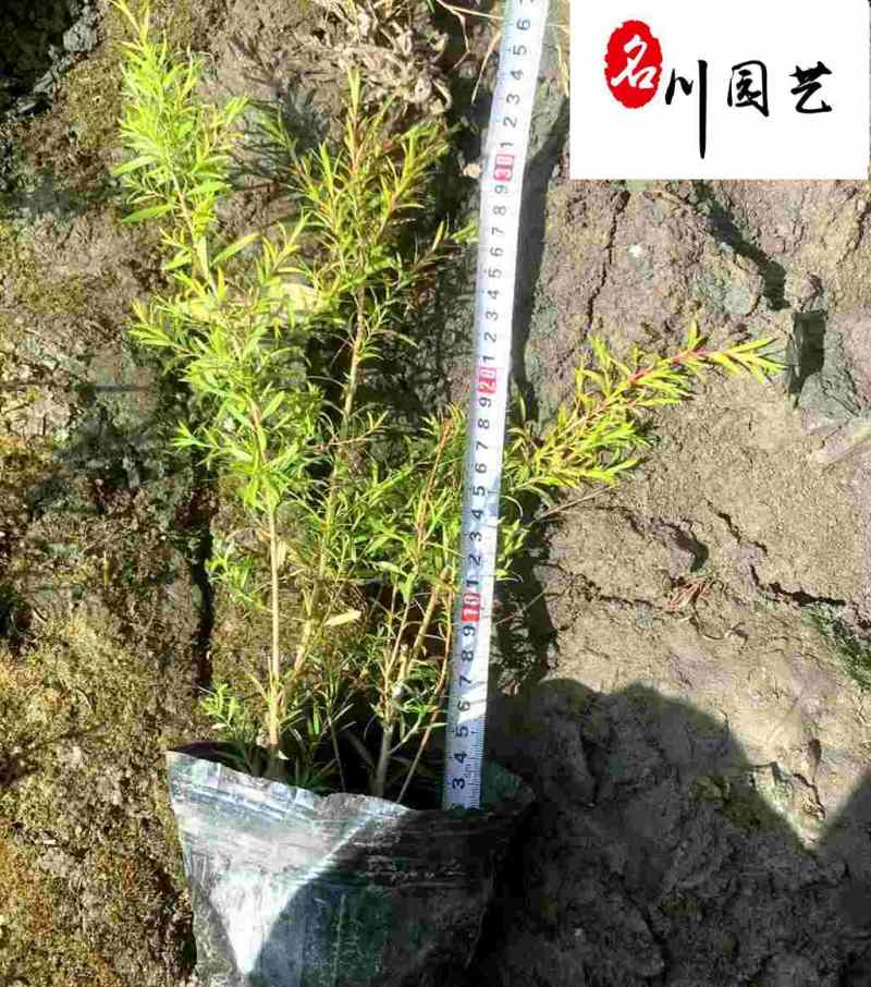 四川成都出售精品千层金球四季常绿规格较多量大从优