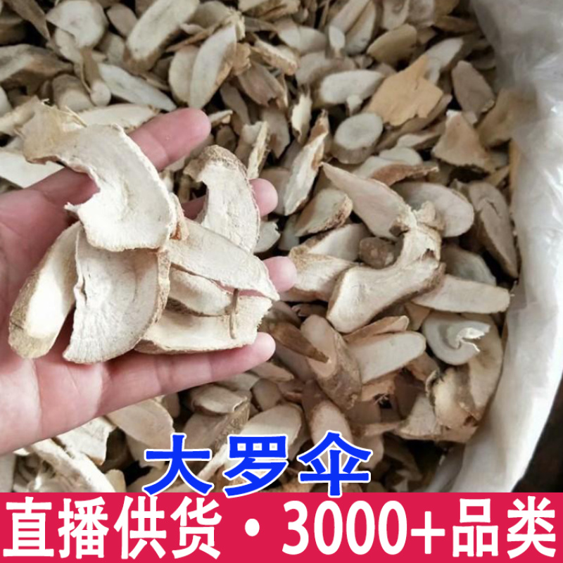 大罗伞九节木暗山公朱砂根铁凉伞山大刀