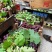 巨峰葡萄大量上市品质好欢迎各位客户电联产地直发