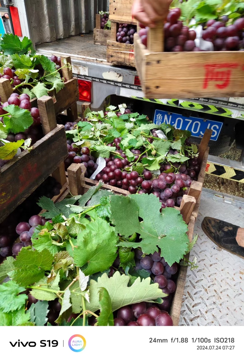 巨峰葡萄大量上市品质好欢迎各位客户电联产地直发