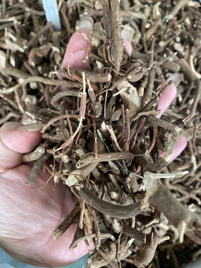小罗伞小罗散血党腺点紫金牛小凉伞现