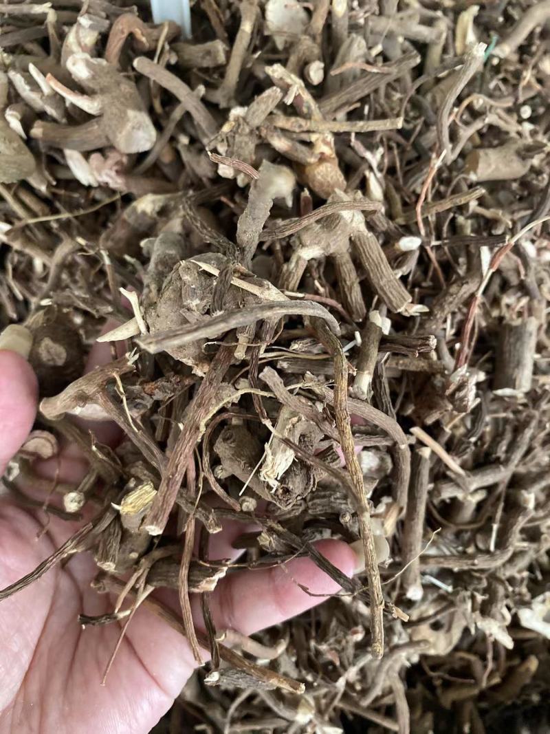 小罗伞小罗散血党腺点紫金牛小凉伞现
