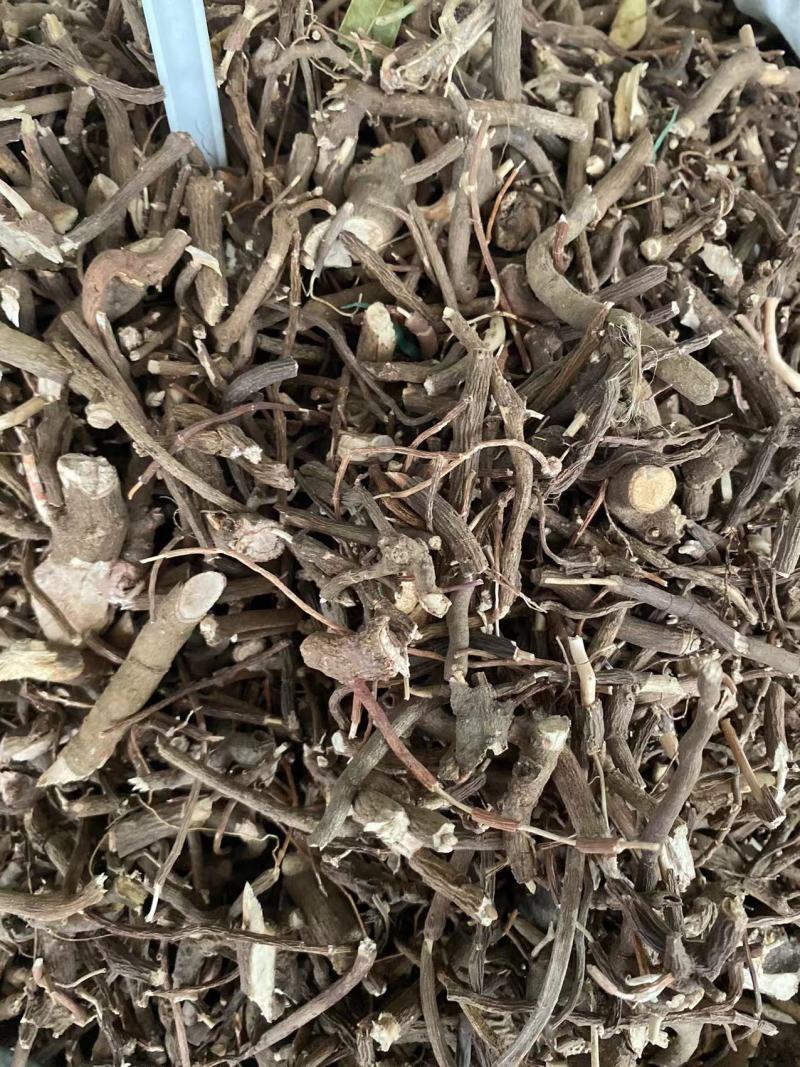 小罗伞小罗散血党腺点紫金牛小凉伞现