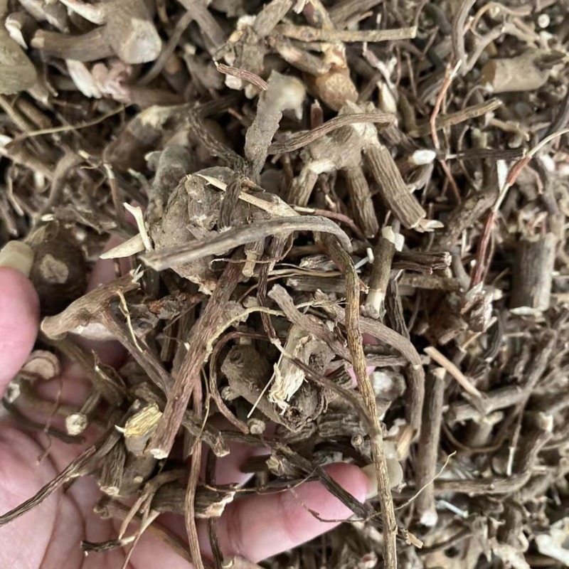 小罗伞小罗散血党腺点紫金牛小凉伞现