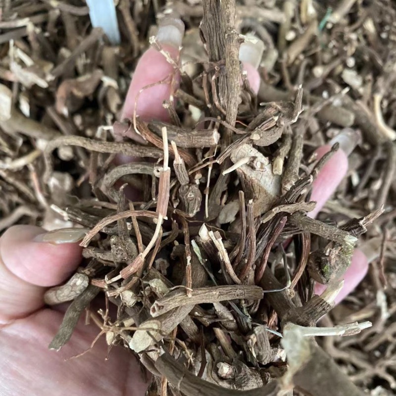小罗伞小罗散血党腺点紫金牛小凉伞现