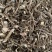 小罗伞小罗散血党腺点紫金牛小凉伞现