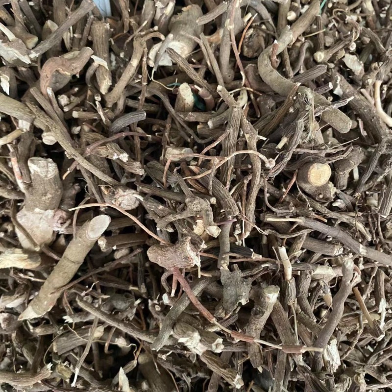 小罗伞小罗散血党腺点紫金牛小凉伞现
