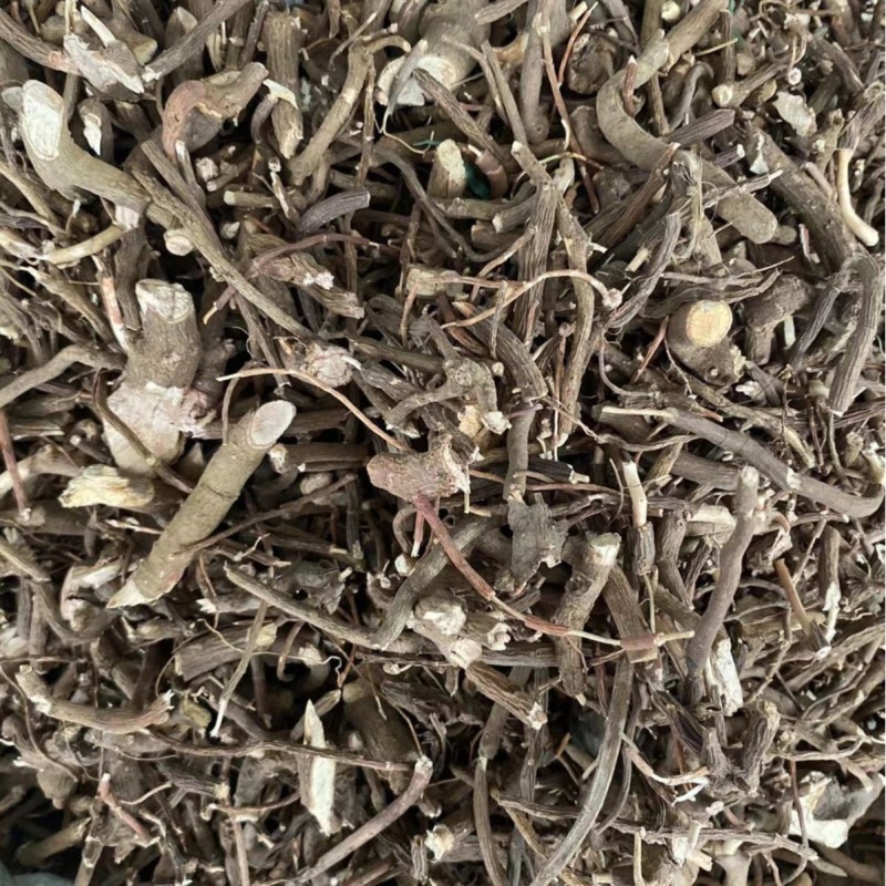 小罗伞小罗散血党腺点紫金牛小凉伞现
