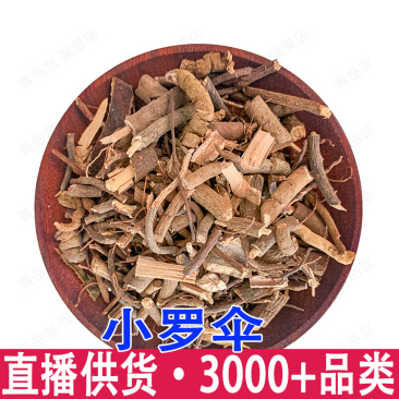 小罗伞小罗散血党腺点紫金牛小凉伞现