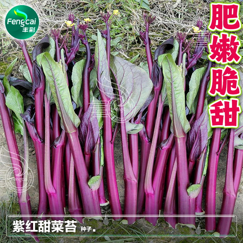 红靓1号菜苔种子红菜苔种子早熟一代杂交品种深紫红色
