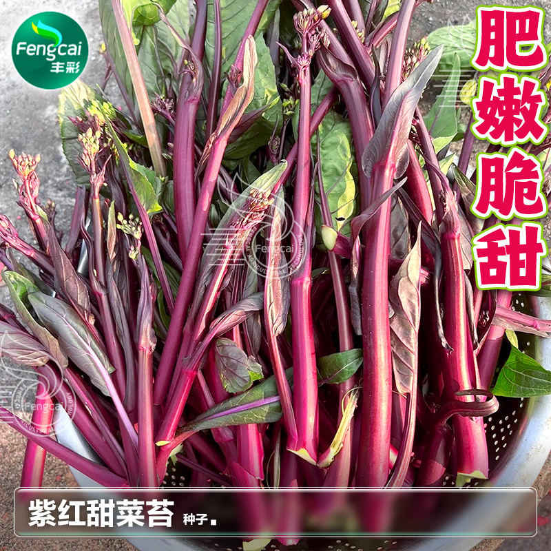 红靓1号菜苔种子红菜苔种子早熟一代杂交品种深紫红色