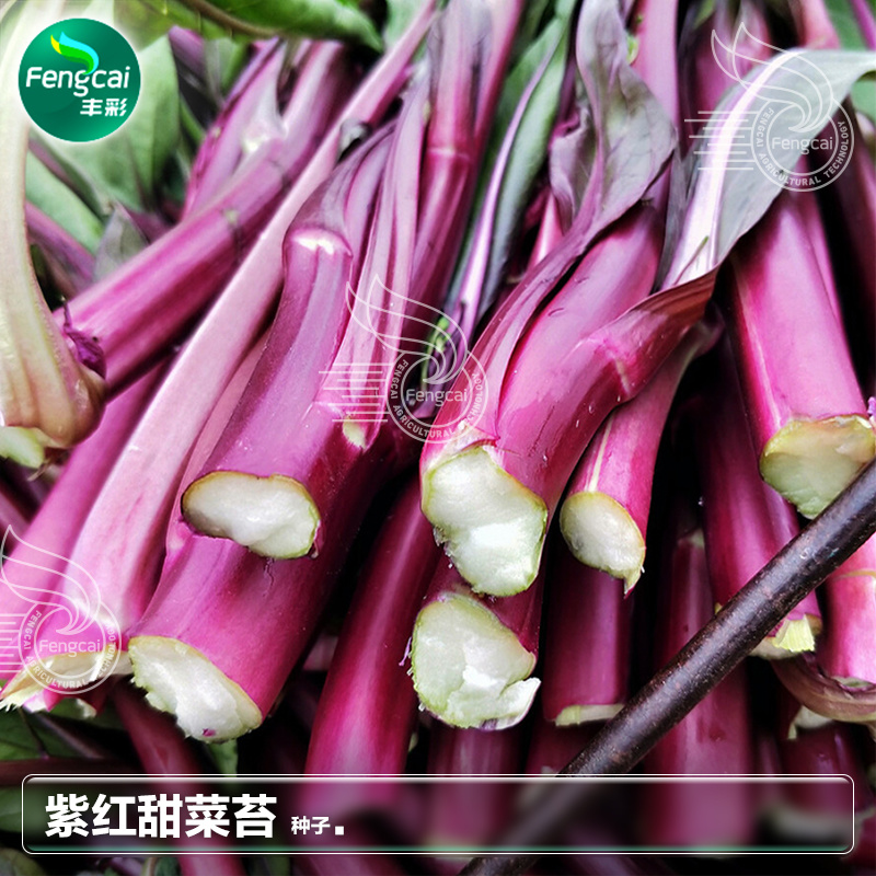 红靓1号菜苔种子红菜苔种子早熟一代杂交品种深紫红色