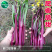 红靓1号菜苔种子红菜苔种子早熟一代杂交品种深紫红色