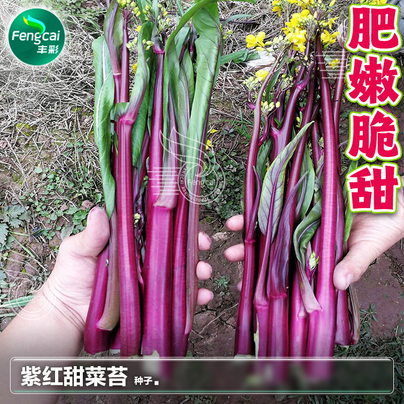 红靓1号菜苔种子红菜苔种子早熟一代杂交品种深紫红色