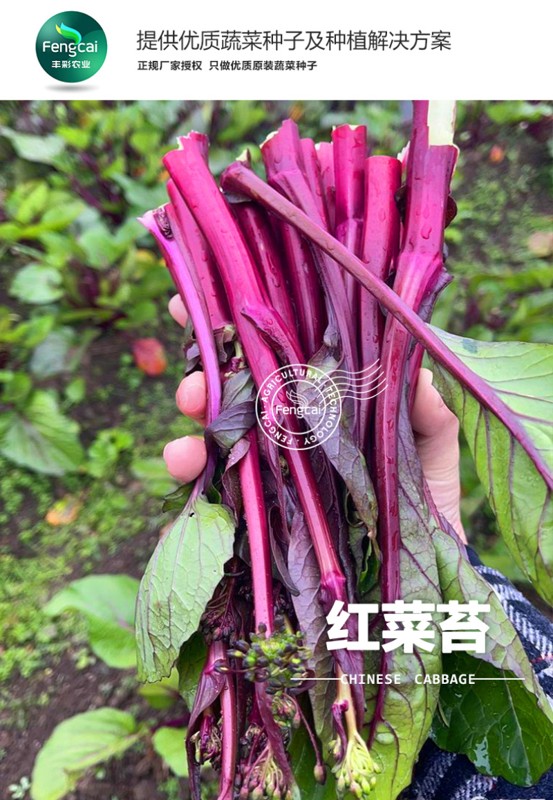 红靓1号菜苔种子红菜苔种子早熟一代杂交品种深紫红色