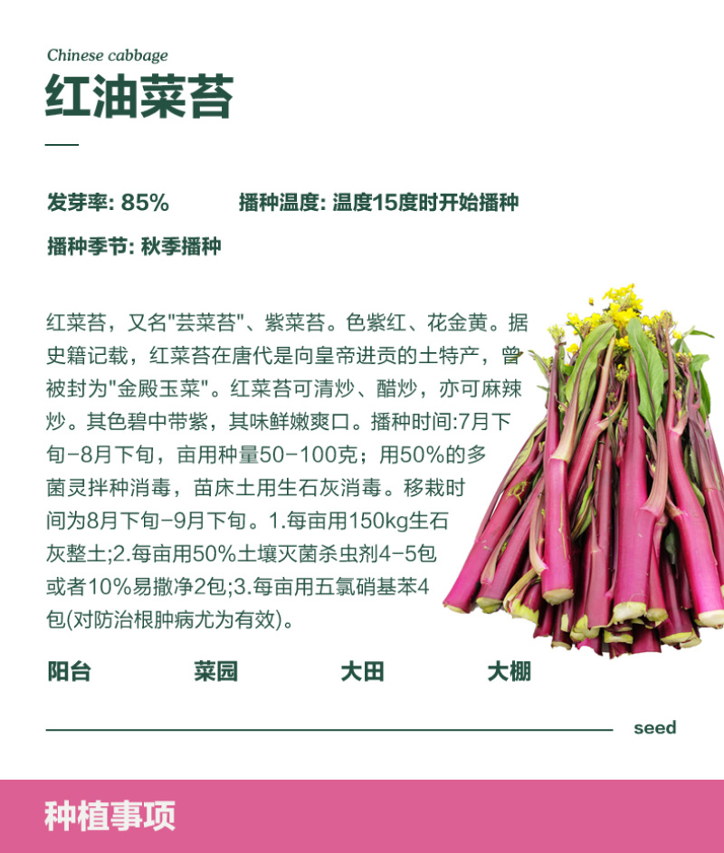 红靓1号菜苔种子红菜苔种子早熟一代杂交品种深紫红色