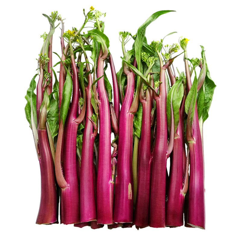 红靓1号菜苔种子红菜苔种子早熟一代杂交品种深紫红色
