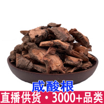 咸酸根入地龙大叶酸味根白花酸藤果根
