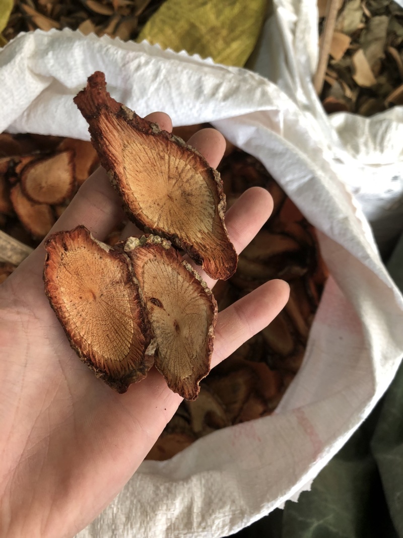 咸酸根入地龙大叶酸味根白花酸藤果根