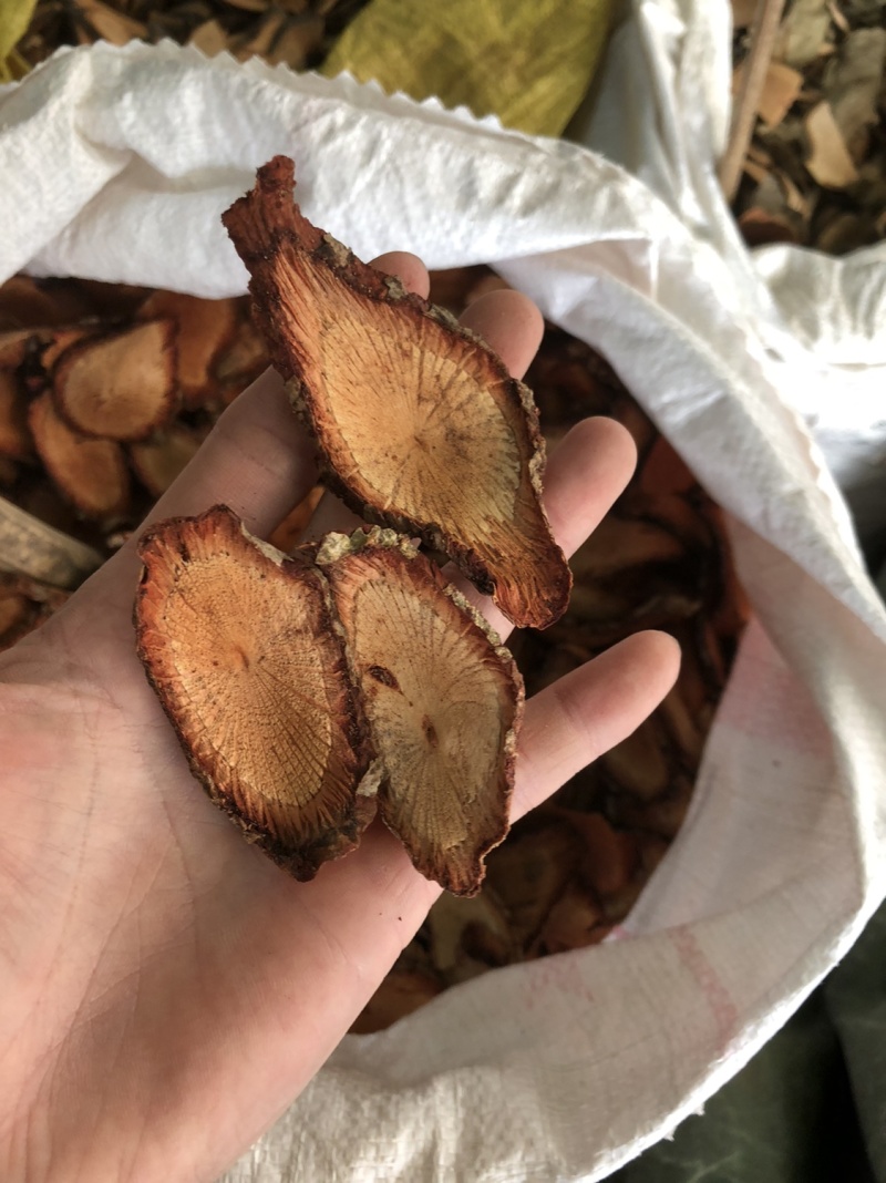 咸酸根入地龙大叶酸味根白花酸藤果根