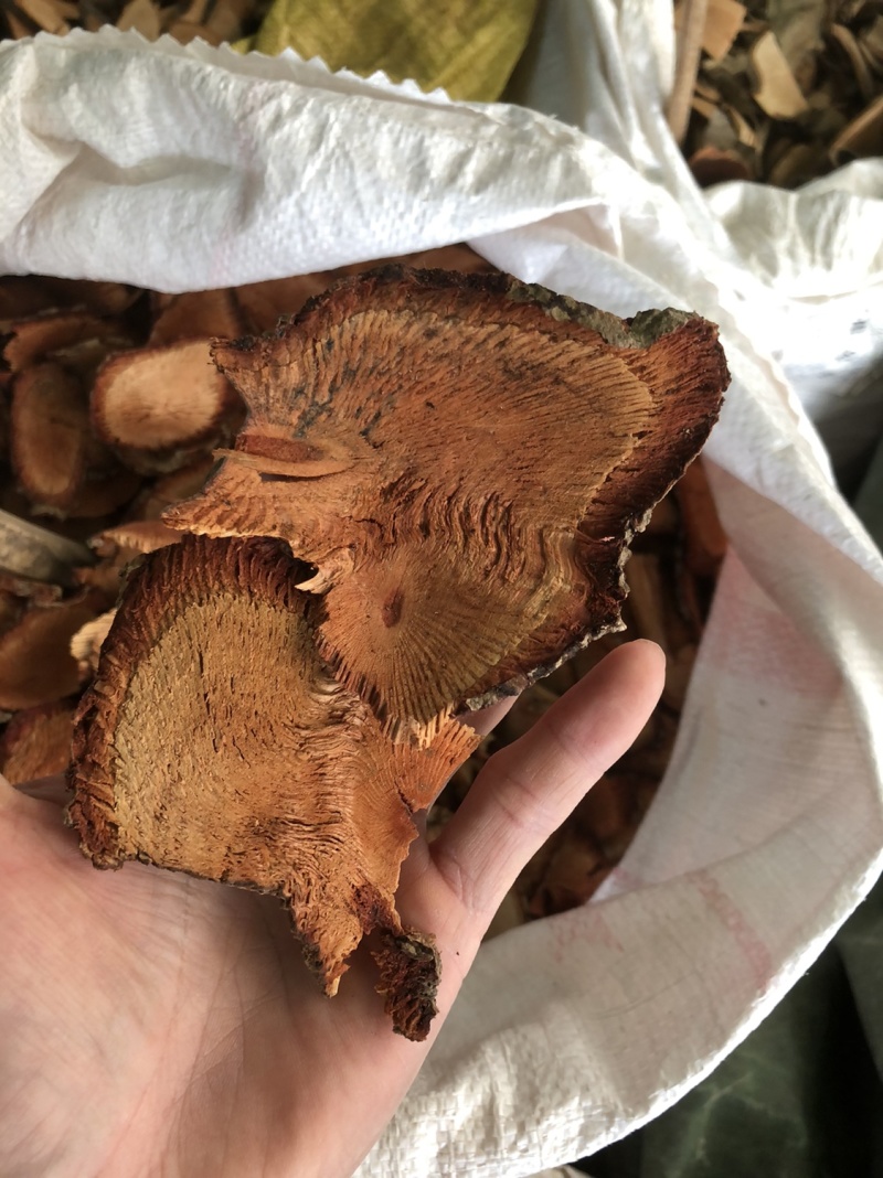 咸酸根入地龙大叶酸味根白花酸藤果根