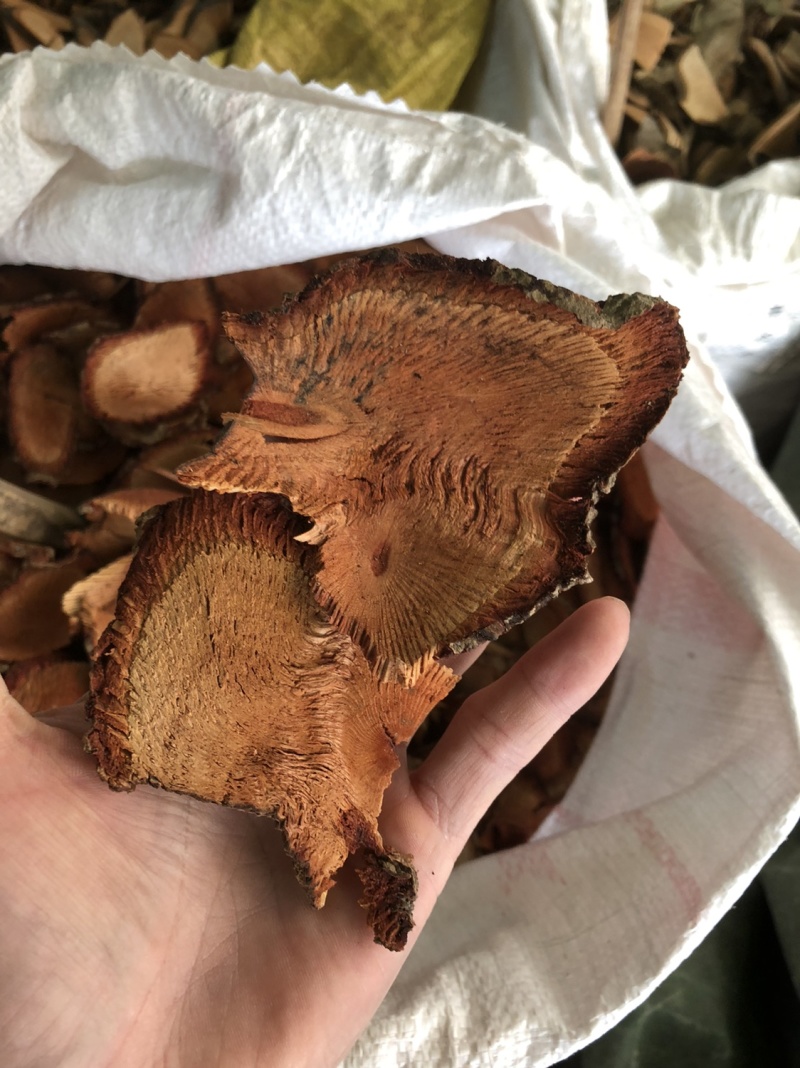 咸酸根入地龙大叶酸味根白花酸藤果根