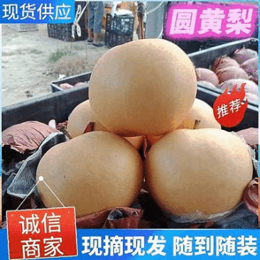 《精选》秋月梨/砀山梨/安徽圆黄梨/大量上市/全国发货中