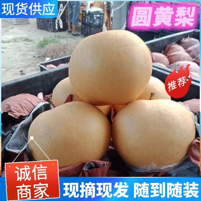 《精选》秋月梨/砀山梨/安徽圆黄梨/大量上市/全国发货中