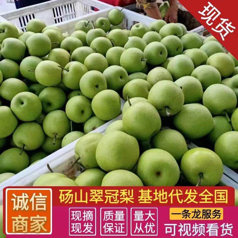 《精选》翠冠梨，砀山梨，青皮梨，皮薄多汁，安徽翠冠梨