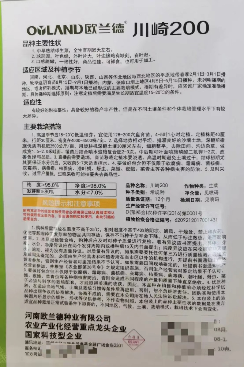 高品质！川崎200结球生菜种子圆球型颜色绿鲜食好吃基地