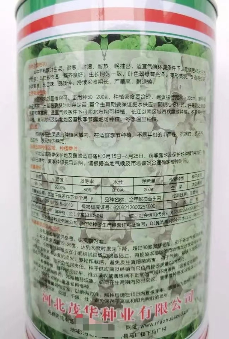 全年耐抽苔生菜种子半结球耐湿耐热耐寒春夏秋冬季播种