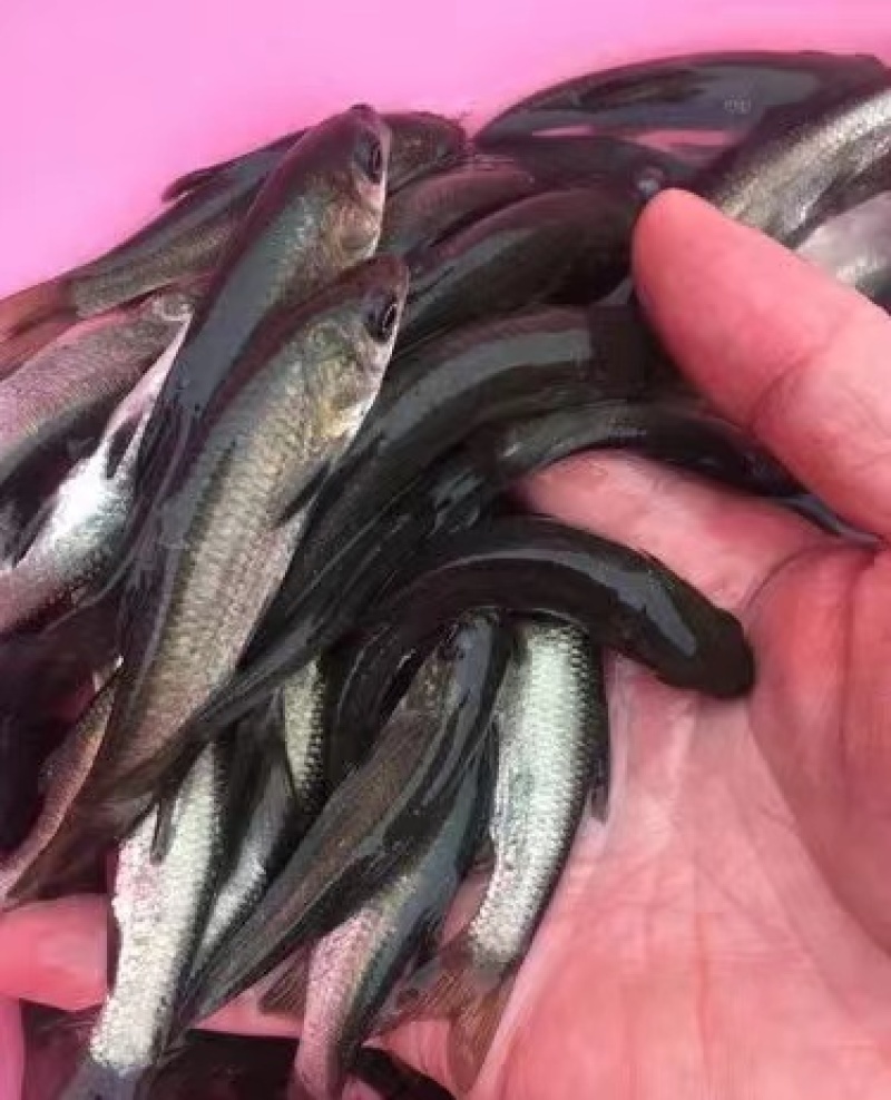 精品青鱼苗渔场直发送货上门包技术指导可上门可视频