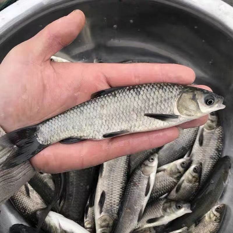 精品青鱼苗渔场直发送货上门包技术指导可上门可视频